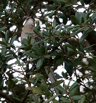 [The tree leaves cover the middle part of the bird but its head and upper chest is visible above the branch and its tail which is nearly as long as its body is visible through the leaves below.]